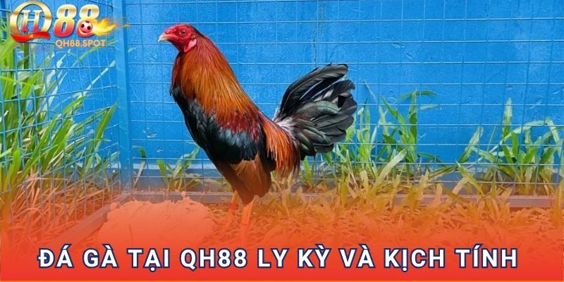 Đá gà tại QH88 ly kỳ và kịch tính