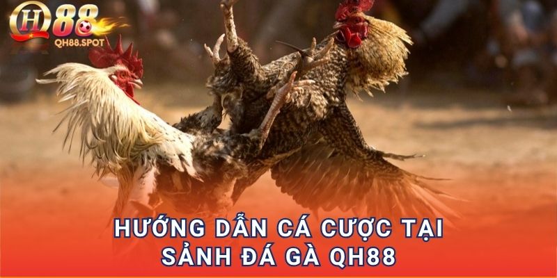 Hướng dẫn cá cược tại sảnh đá gà QH88