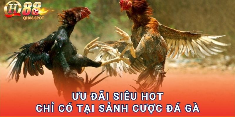 Ưu đãi siêu hot chỉ có tại sảnh cược đá gà